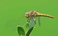 Moustached darter (female, Sympetrum vulgatum)